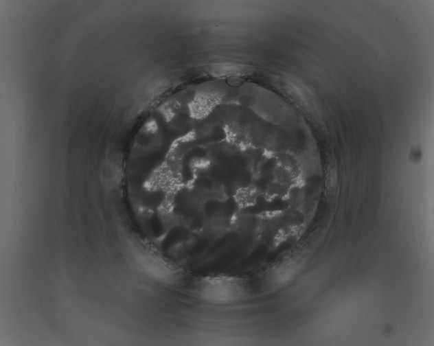 X0000090860367200708241904