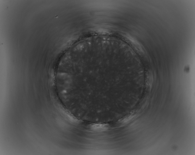 X0000090860465200708241902