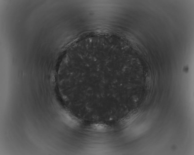 X0000090860654200708241900