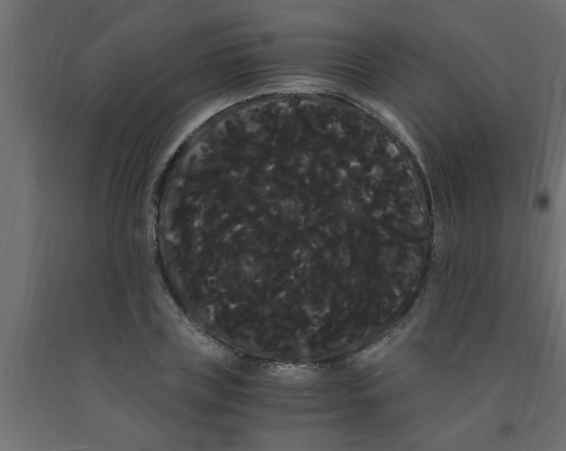 X0000090860835200708241857