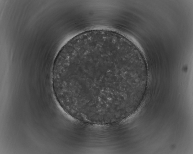 X0000090860847200708241857