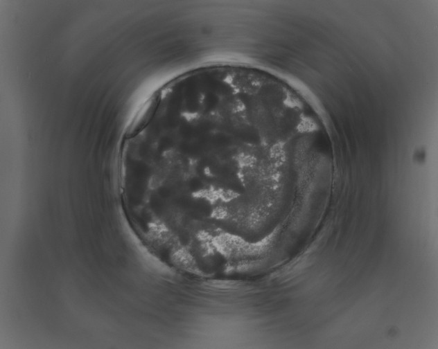 X0000090861295200708241850