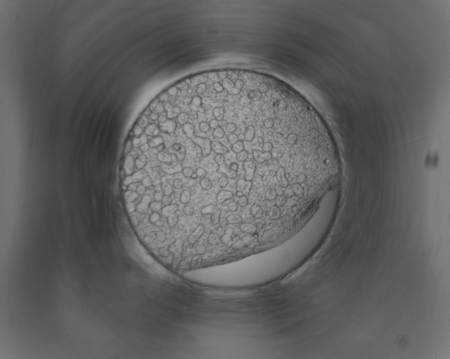 X0000090861296200708241850