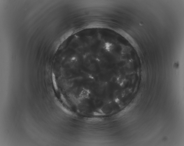 X0000090861337200708241850