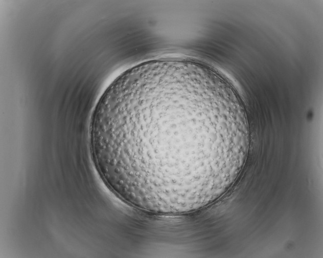 X0000090871483200707270944