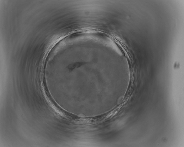 X0000090870049200707271259