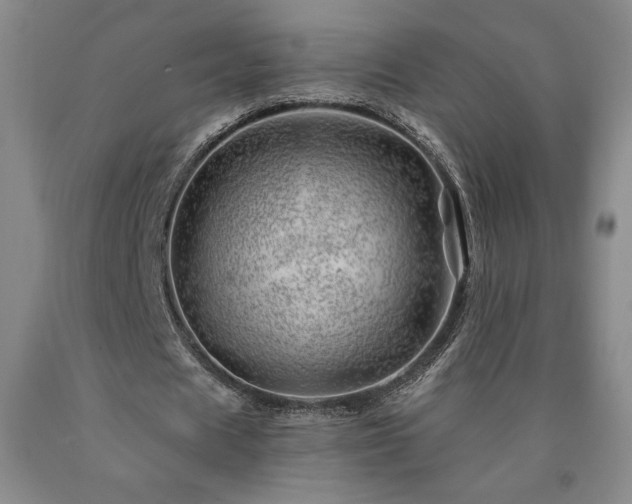 X0000090870625200707271251