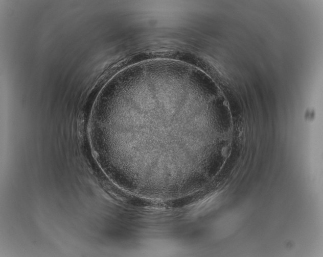 X0000090870745200707271250