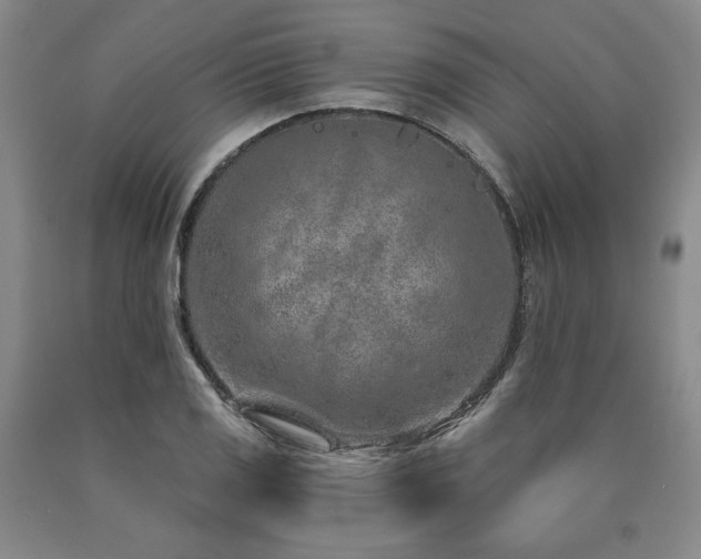 X0000090871125200707271245