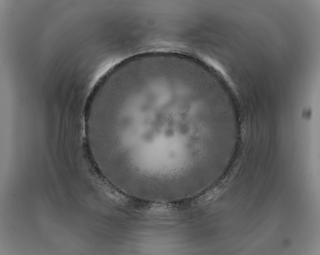 X0000090871267200707271243