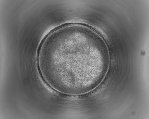 X0000090870990200708101330