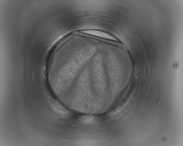 X0000090870351200708171630