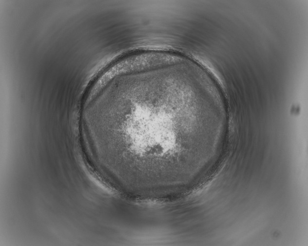 X0000090870533200708171627