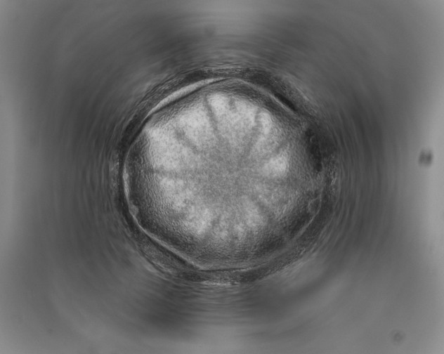 X0000090870745200708171625