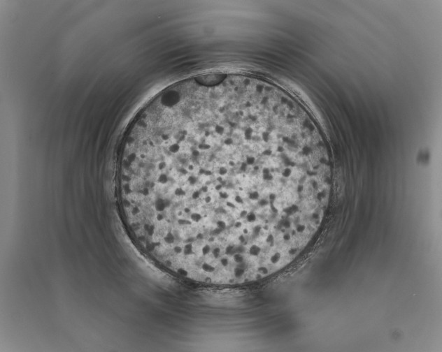 X0000090870851200708171624