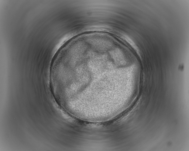 X0000090870994200708171622