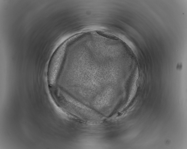 X0000090871055200708171621