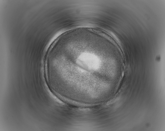 X0000090871243200708171619