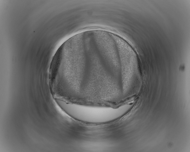 X0000090871535200708171615