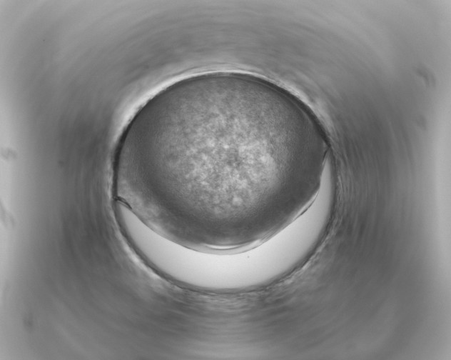 X0000090881508200708101335