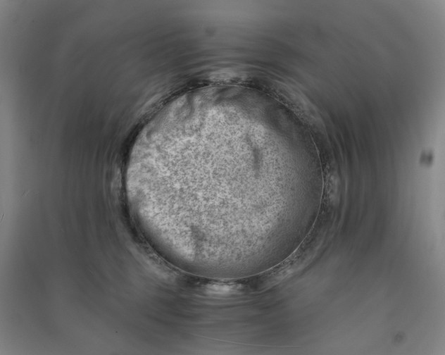 X0000090880375200708171650