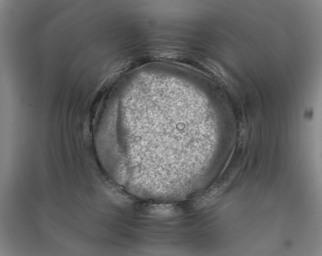 X0000090880377200708171650