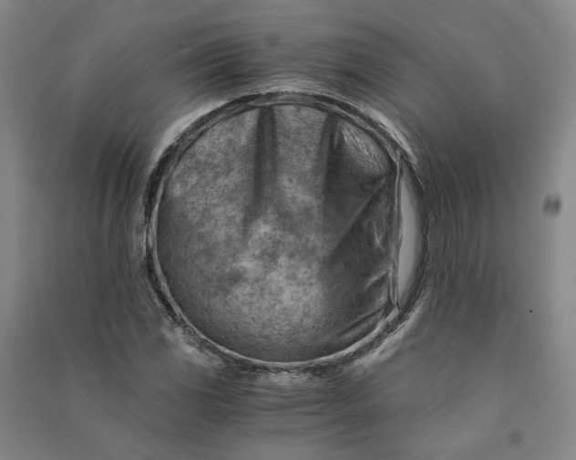 X0000090881117200708171640