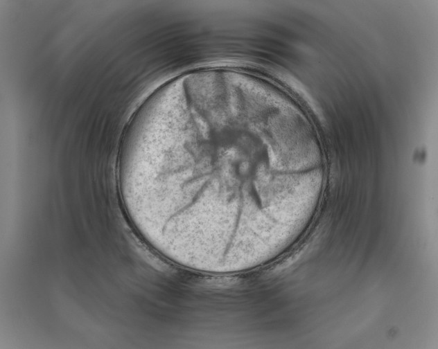 X0000090881417200708171636