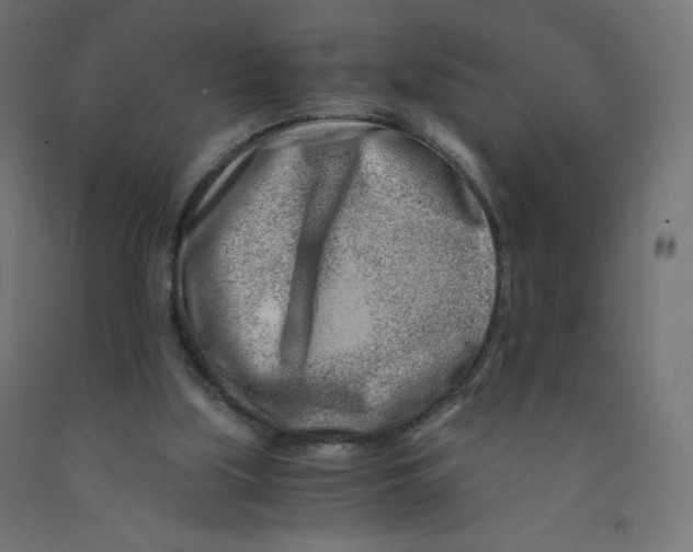 X0000090880059200708241949