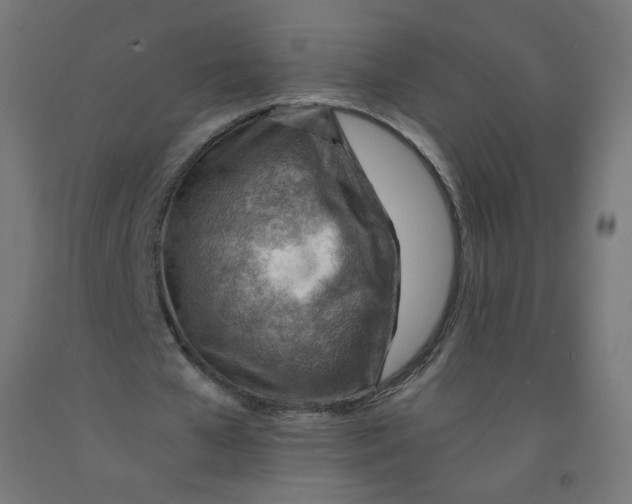 X0000090880577200708241942