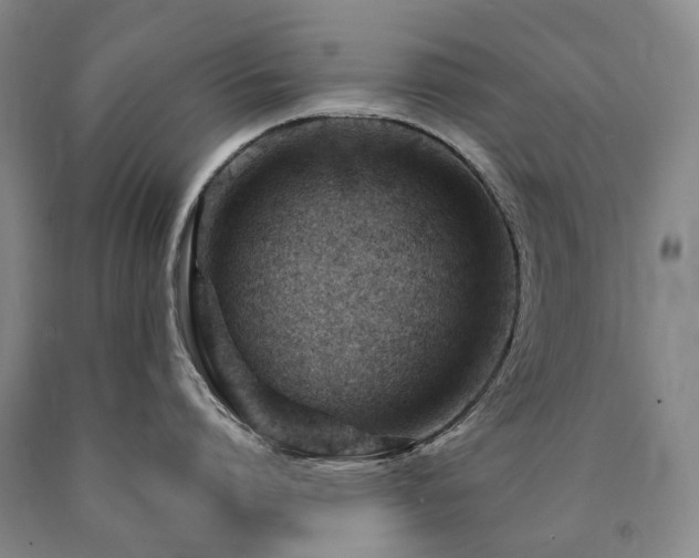 X0000090890864200707271330