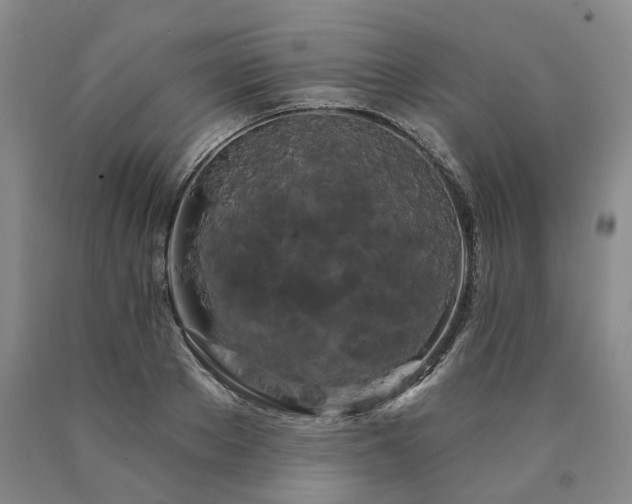 X0000090890889200707271329