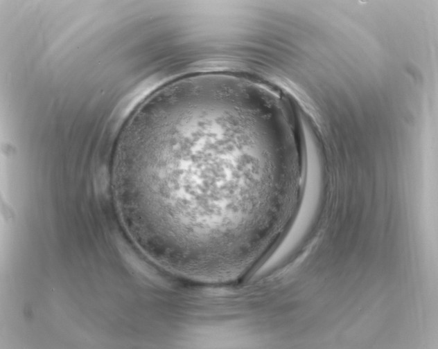 X0000090891465200708101354