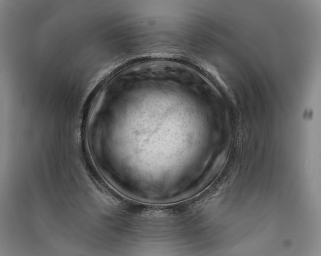 X0000090890299200708171711