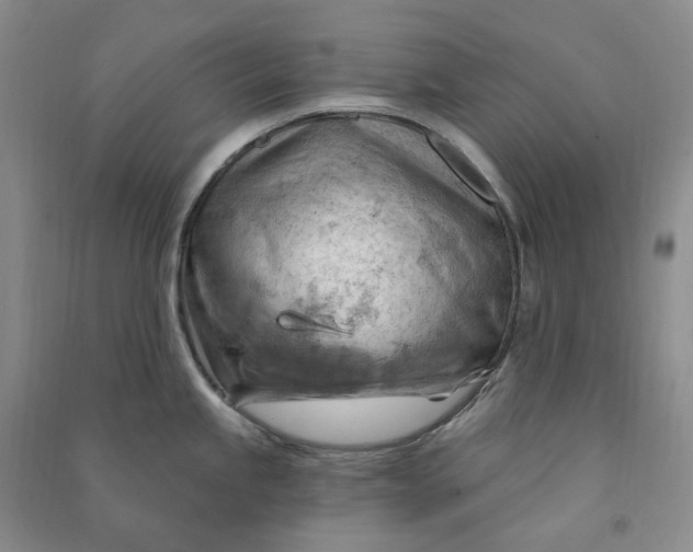 X0000090891245200708171659