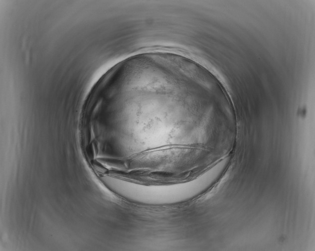 X0000090891533200708171655