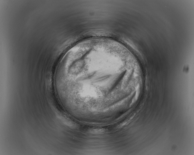 X0000090890202200708242009