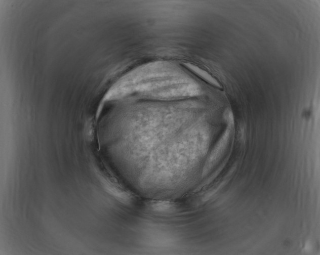 X0000090890383200708242007