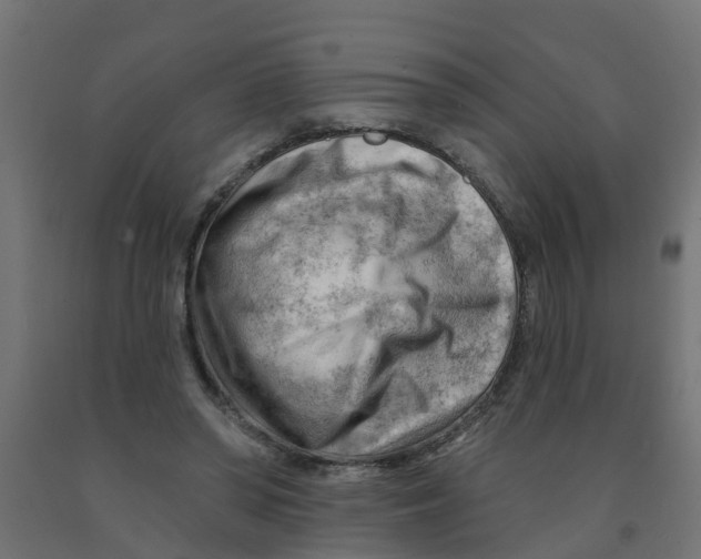 X0000090890398200708242006