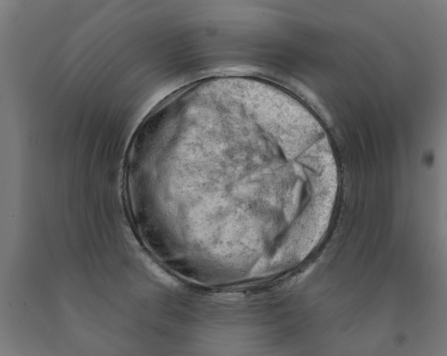 X0000090891186200708241955