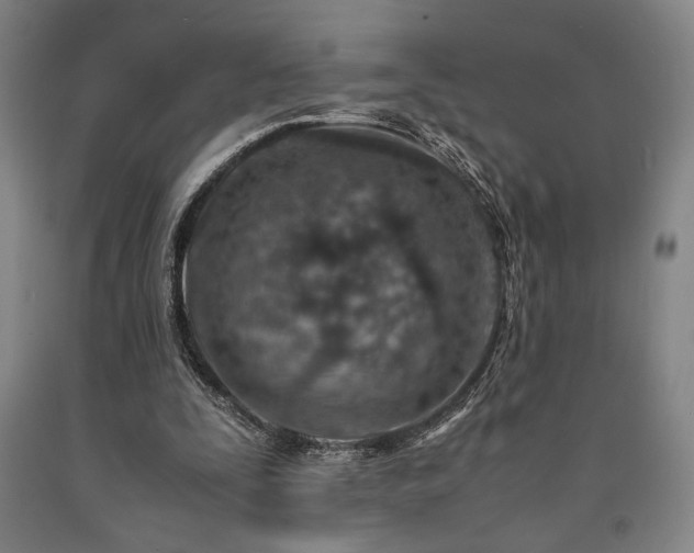 X0000090900295200707301419