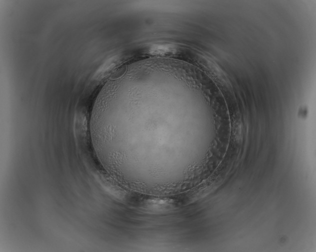 X0000090900375200707301418