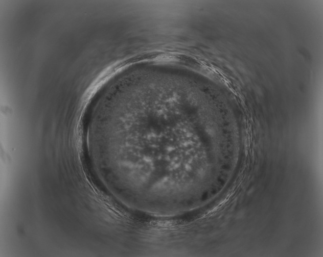 X0000090900295200708061509