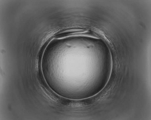 X0000090900299200708061509