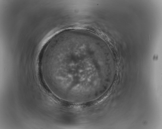 X0000090900295200708131358