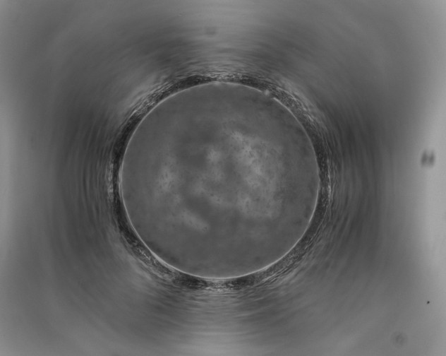 X0000090900696200708131352