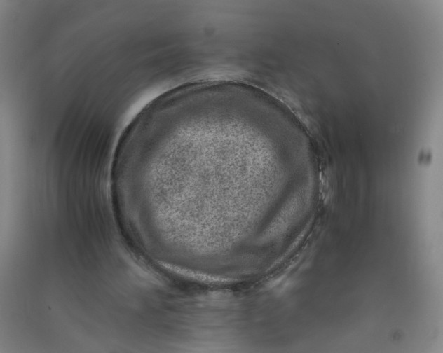 X0000090900196200708201726