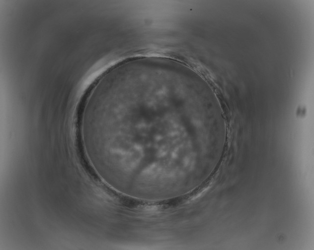 X0000090900295200708201724