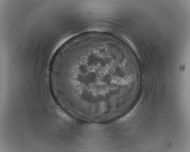 X0000090900779200708201717