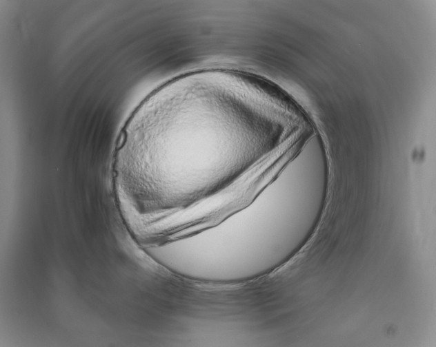 X0000090901296200708201709